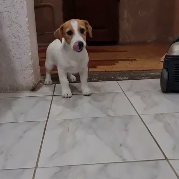 Жезель Дюпри — видео
